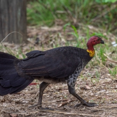 Alectura lathami (Australian Brush-turkey) at Boompa, QLD - 29 Jun 2024 by Petesteamer