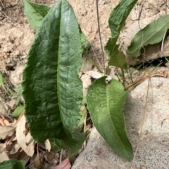 Rumex crispus (Curled Dock) at Denman Prospect, ACT - 8 Sep 2024 by Jennybach