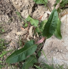 Rumex crispus at Denman Prospect, ACT - 8 Sep 2024