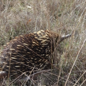 Tachyglossus aculeatus at Forde, ACT - 8 Sep 2024