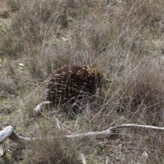 Tachyglossus aculeatus at Forde, ACT - 8 Sep 2024