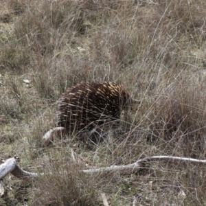 Tachyglossus aculeatus at Forde, ACT - 8 Sep 2024