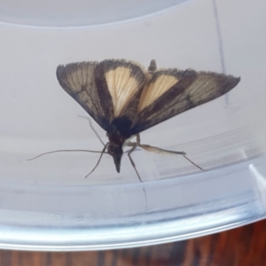 Uresiphita ornithopteralis at Yass River, NSW - 8 Sep 2024 10:11 AM