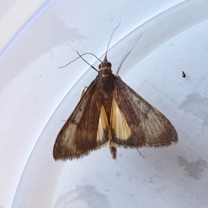 Uresiphita ornithopteralis at Yass River, NSW - 8 Sep 2024 10:11 AM