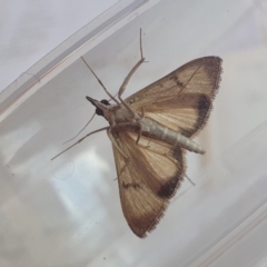 Uresiphita ornithopteralis at Yass River, NSW - 8 Sep 2024 10:11 AM