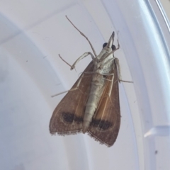 Uresiphita ornithopteralis at Yass River, NSW - 8 Sep 2024 10:11 AM