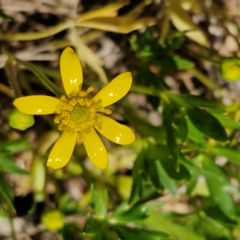 Ranunculus amphitrichus (Small River Buttercup) at Goulburn, NSW - 8 Sep 2024 by trevorpreston