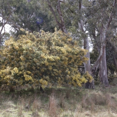 Acacia baileyana (Cootamundra Wattle, Golden Mimosa) at Throsby, ACT - 8 Sep 2024 by Clarel