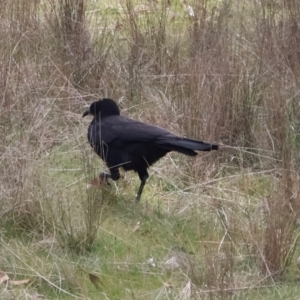 Corcorax melanorhamphos at Throsby, ACT - 8 Sep 2024