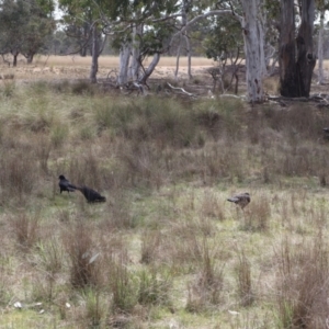 Corcorax melanorhamphos at Throsby, ACT - 8 Sep 2024