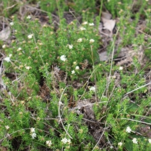 Asperula conferta at Throsby, ACT - 8 Sep 2024