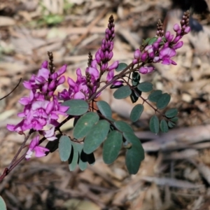 Indigofera australis subsp. australis at Goulburn, NSW - 8 Sep 2024