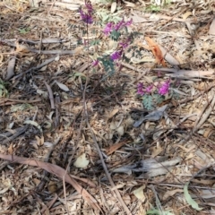 Indigofera australis subsp. australis at Goulburn, NSW - 8 Sep 2024