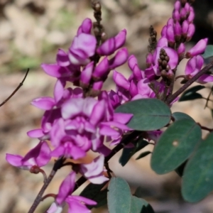 Indigofera australis subsp. australis at Goulburn, NSW - 8 Sep 2024