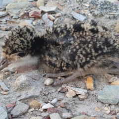 Vanellus miles at Yass River, NSW - 6 Sep 2024 05:39 PM