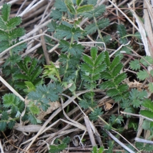 Acaena echinata at Throsby, ACT - 8 Sep 2024 10:38 AM