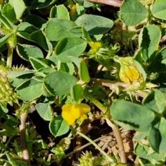 Medicago polymorpha at Goulburn, NSW - 8 Sep 2024 10:56 AM