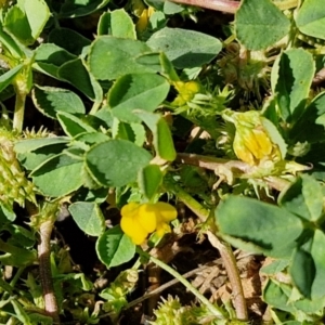 Medicago polymorpha at Goulburn, NSW - 8 Sep 2024 10:56 AM