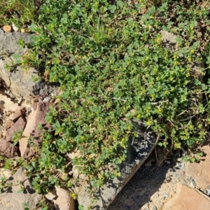 Medicago polymorpha at Goulburn, NSW - 8 Sep 2024 10:56 AM