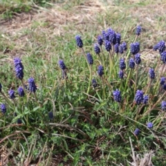 Muscari armeniacum (Grape Hyacinth) at Throsby, ACT - 8 Sep 2024 by Clarel