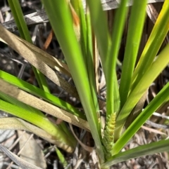 Carex appressa (Tall Sedge) at Denman Prospect, ACT - 8 Sep 2024 by Jennybach