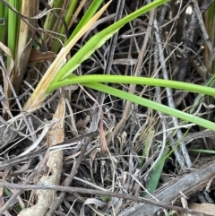 Carex appressa at Denman Prospect, ACT - 8 Sep 2024