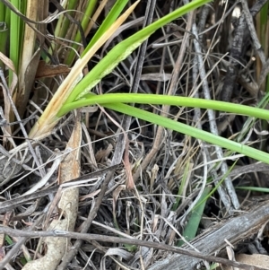 Carex appressa at Denman Prospect, ACT - 8 Sep 2024