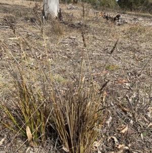 Carex appressa at Denman Prospect, ACT - 8 Sep 2024 12:19 PM