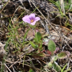 Erodium botrys (Long Storksbill) at Throsby, ACT - 8 Sep 2024 by Clarel