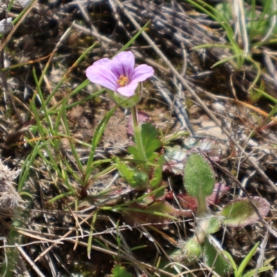 Erodium botrys (Long Storksbill) at Throsby, ACT - 8 Sep 2024 by Clarel