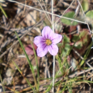 Erodium botrys at Throsby, ACT - 8 Sep 2024