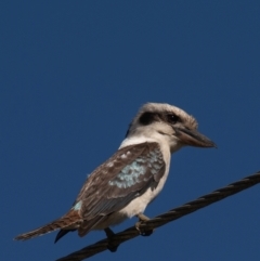 Dacelo novaeguineae (Laughing Kookaburra) at Yandaran, QLD - 16 Jun 2024 by Petesteamer