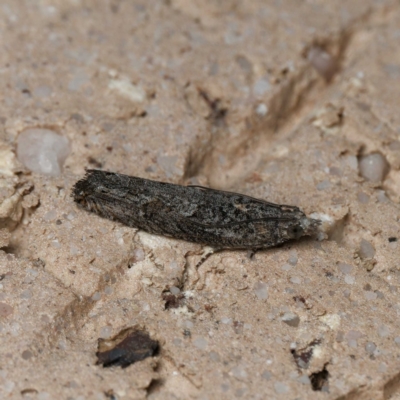 Holocola (genus) at  - suppressed by DPRees125