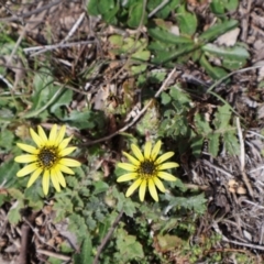 Arctotheca calendula (Capeweed, Cape Dandelion) at Throsby, ACT - 8 Sep 2024 by Clarel