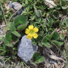 Oxalis sp. (Wood Sorrel) at Throsby, ACT - 8 Sep 2024 by Clarel