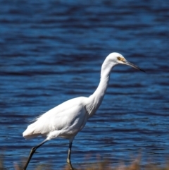 Egretta garzetta at Yandaran, QLD - 16 Jun 2024 12:11 PM
