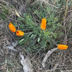 Eschscholzia californica (California Poppy) at Denman Prospect, ACT - 8 Sep 2024 by Jennybach