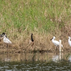 Platalea regia (Royal Spoonbill) at Shoal Point, QLD - 27 Jul 2024 by Petesteamer