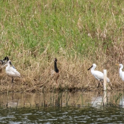 Platalea regia (Royal Spoonbill) at Shoal Point, QLD - 27 Jul 2024 by Petesteamer