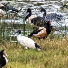 Anseranas semipalmata (Magpie Goose) at Shoal Point, QLD - 27 Jul 2024 by Petesteamer