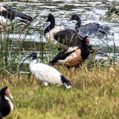 Threskiornis molucca (Australian White Ibis) at Shoal Point, QLD - 27 Jul 2024 by Petesteamer