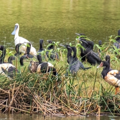 Phalacrocorax sulcirostris (Little Black Cormorant) at Shoal Point, QLD - 27 Jul 2024 by Petesteamer