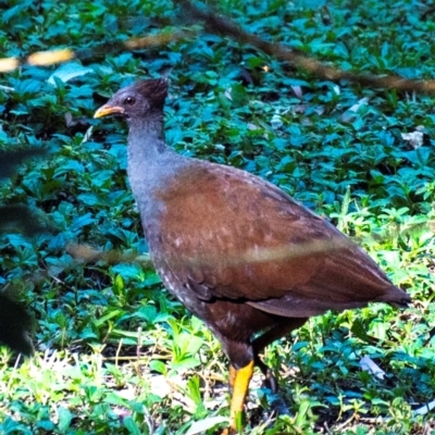 Megapodius reinwardt (Orange-footed Megapode) by Petesteamer