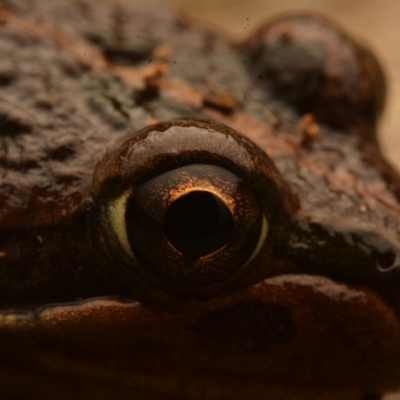 Limnodynastes tasmaniensis (Spotted Grass Frog) at Pialligo, ACT - 25 Aug 2024 by NateKingsford