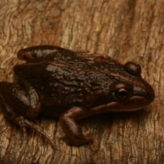 Limnodynastes tasmaniensis at Pialligo, ACT - 25 Aug 2024 10:13 AM