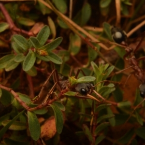 Myrmecia nigriceps at Pialligo, ACT - 25 Aug 2024 10:45 AM