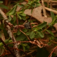 Myrmecia nigriceps at Pialligo, ACT - 25 Aug 2024 10:45 AM