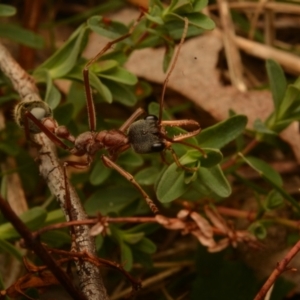 Myrmecia nigriceps at Pialligo, ACT - 25 Aug 2024 10:45 AM