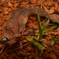 Myrmecia nigriceps at Pialligo, ACT - 25 Aug 2024 10:45 AM