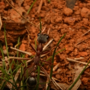 Myrmecia nigriceps at Pialligo, ACT - 25 Aug 2024 10:45 AM